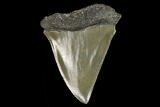 Fossil Mako Shark Tooth - South Carolina #128750-1